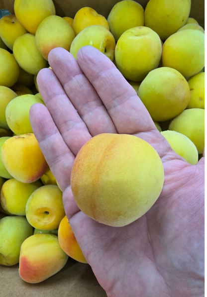 Japan JA Kinan Aka-Shu Ripe Nanko Ume Plums 3L (1kg) 